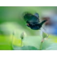 thumbnail image 2 of Liang, Ken 32x26 White Modern Wood Framed Museum Art Print Titled - Black Bird Flying Over Lotus Seed Pod, 2 of 4
