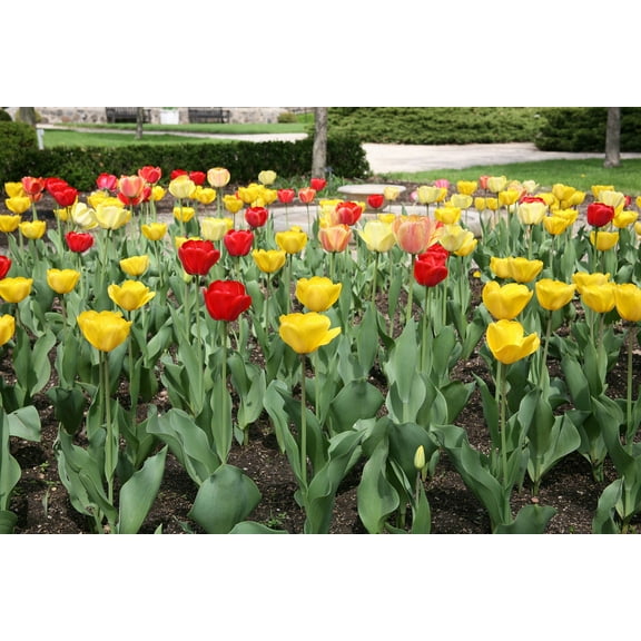 Darwin Hybrid Tulip Mix 20 Bulbs