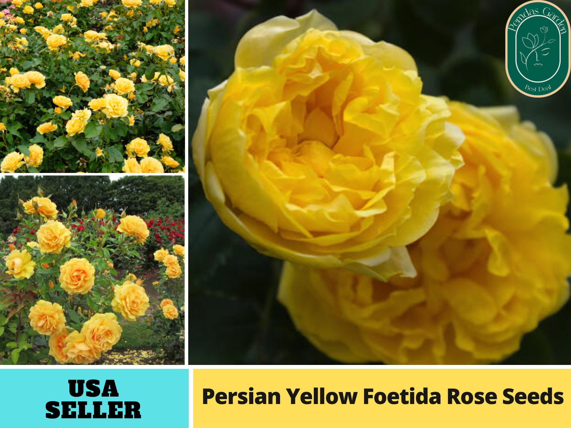 30+ SeedsPersian Yellow Foetida Flower Rose Authentic Seeds