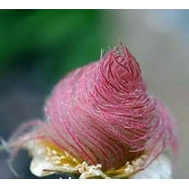 Home Shops USA 25 Prairie Smoke Flower Seeds, Attracts Bees, Butterflies