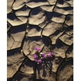 thumbnail image 2 of Talbot Frank, Christopher 20x23 Black Ornate Wood Framed with Double Matting Museum Art Print Titled - California, Anza-Borrego Desert Sand Verbena, 2 of 4