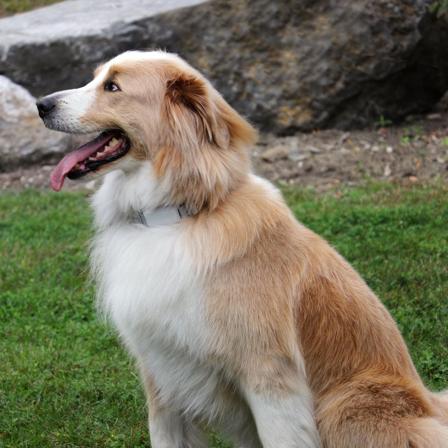 Collier de dressage télécommandé sans décharges électriques pour chien de Finn & Winston