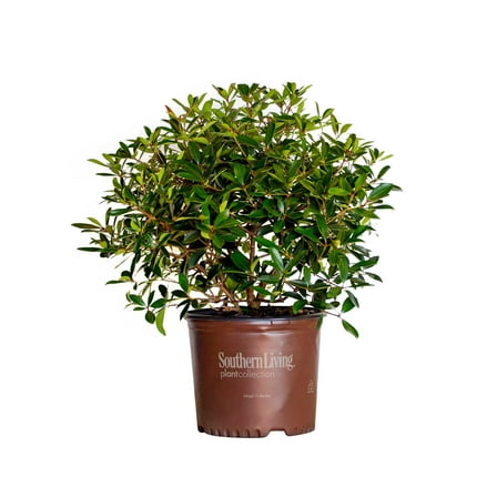 Southern Living Bronze Beauty Cleyera Live Shrub in 3-Gallon Grower Pot