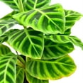 thumbnail image 4 of Calathea Zebrina, 6 inch, Zebra Striped Dark Green Indoor Plant Goeppertia, 4 of 9
