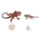 thumbnail image 2 of MODELO DE CICLO DE CRECIMIENTO DE IGUANA, ORNAMENTO IGUANA MODELO DE CICLO de, 2 of 7