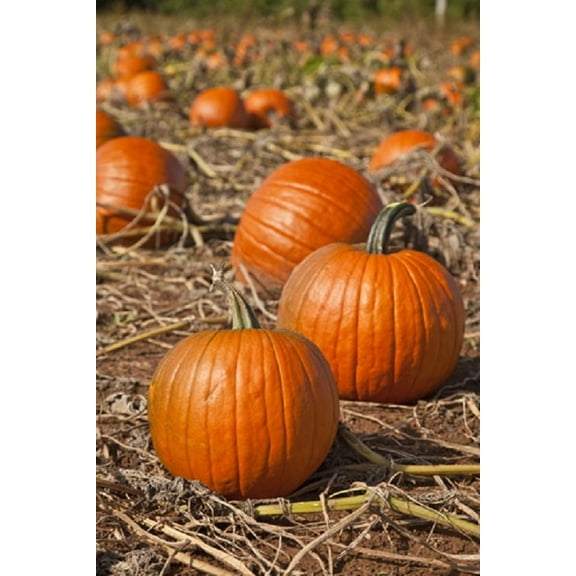 Connecticut Field Pumpkin Seeds