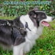 thumbnail image 2 of Collar de perro con clip de seguridad PetBonus impermeable para arnés para perros, 2 of 5