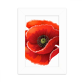 thumbnail image 1 of Flor roja pintura Big Corn poppy Marco de Fotos de escritorio imagen Blanco Pintura arte 5x7 pulgadas, 1 of 4