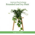 thumbnail image 2 of American Plant Exchange English Ivy Green, Live Plant, Medium Leaf, 6-Inch Pot, Vining Houseplant, 2 of 7