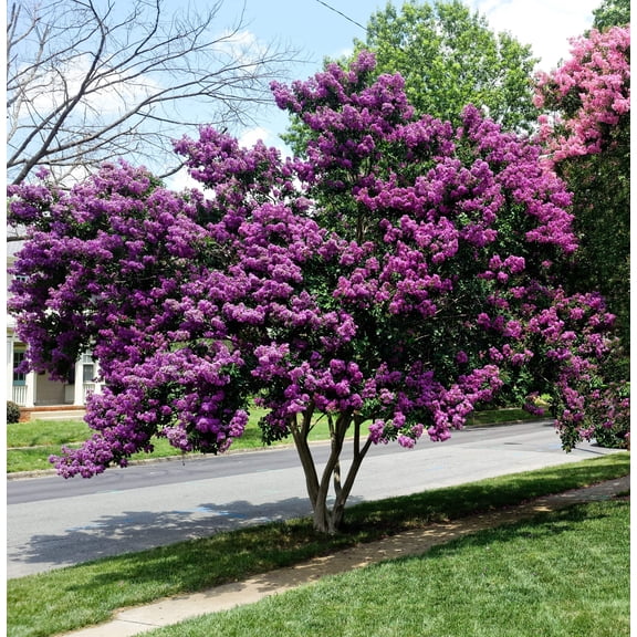 35 PURPLE CREPE MYRTLE Lagerstroemia Indica Flowering Shrub Bush Small Tree Seeds