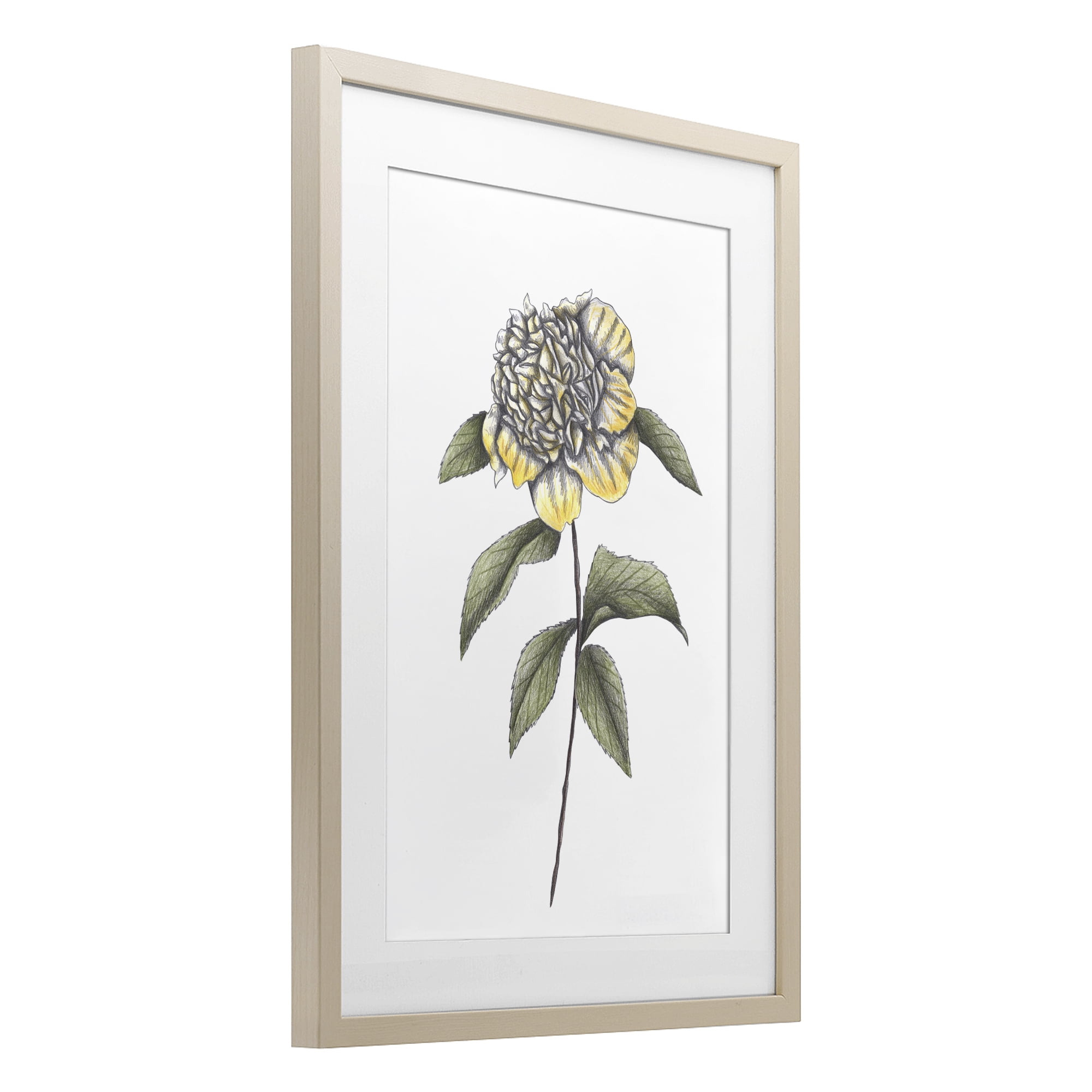 Camellia Flower Illustration Birch Framed Print Under Glass, design by Cecilia Battaini
