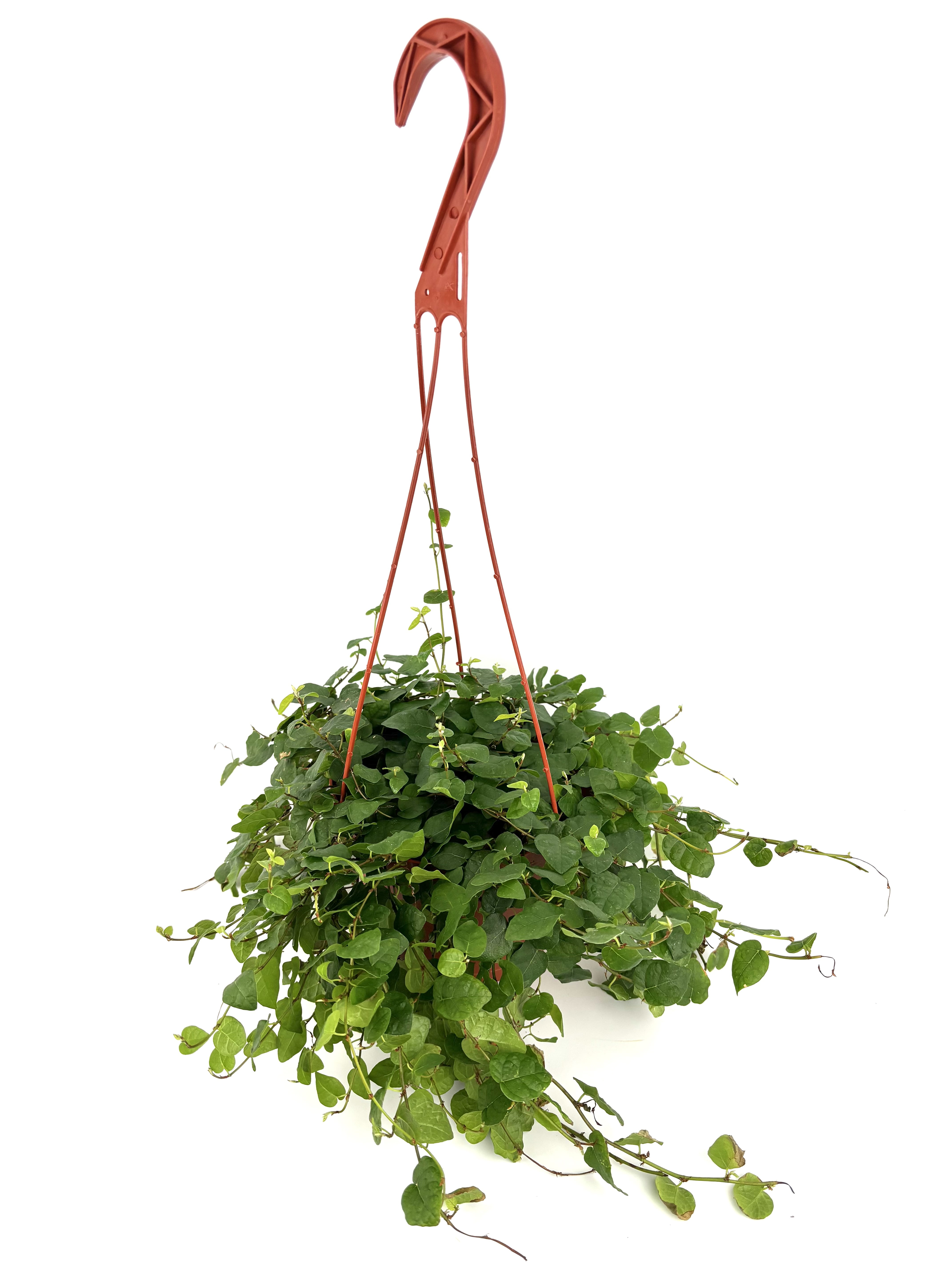 Creeping Fig Ficus Pumila Live Plants in 6" Hanging Planter, Easy to Keep, Air Purifying