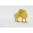 thumbnail image 2 of Yellow Chicks. Baby Chickens. Poster Print, 2 of 2