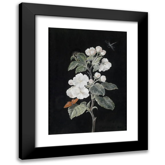 Margaretha Barbara Dietzsch 11x14 Black Modern Framed Museum Art Print Titled - Apple Blossoms