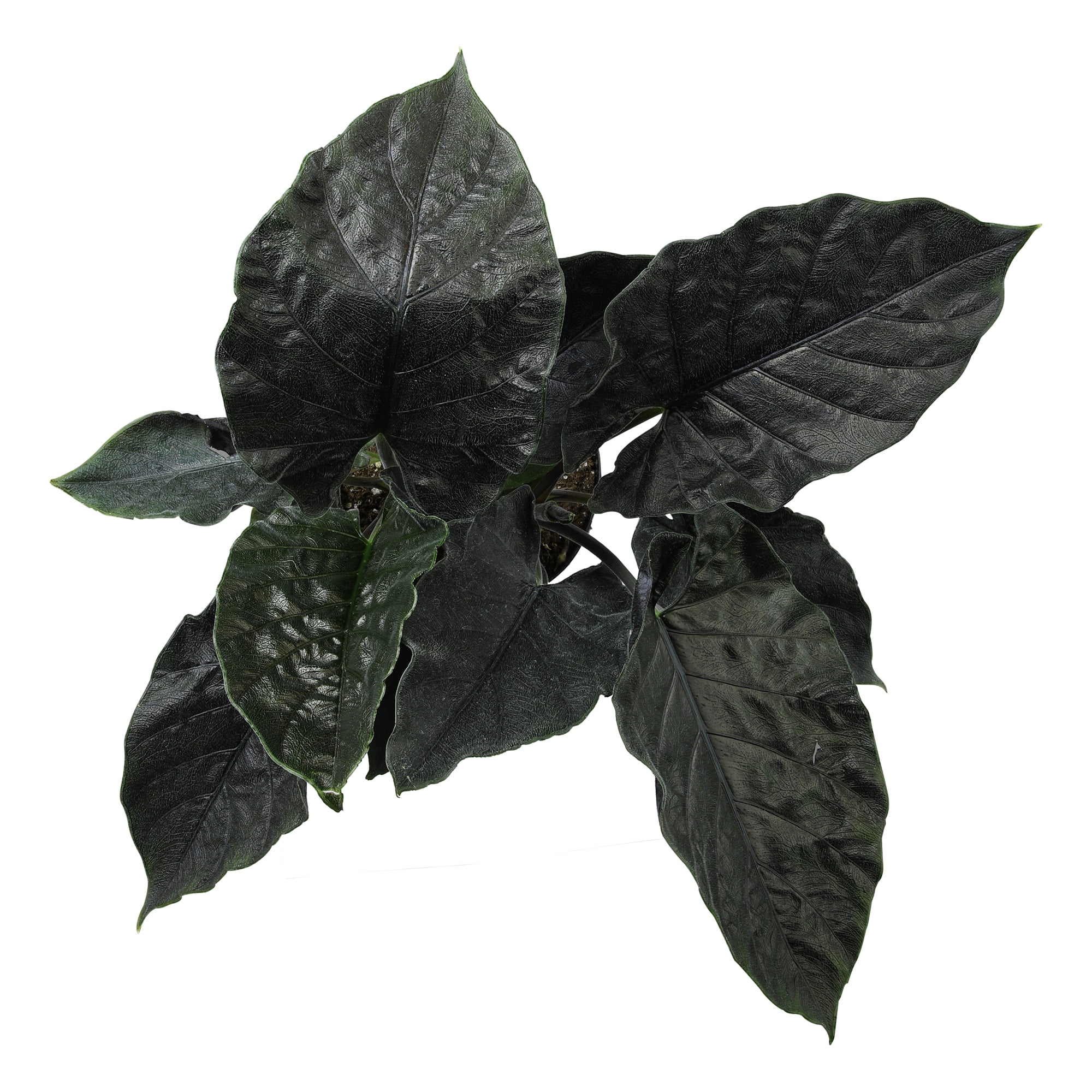 Antoro Velvet Alocasia, Uncommon Houseplant | 6in. Grow Pot; Indirect Sun | Element by Altman Plants