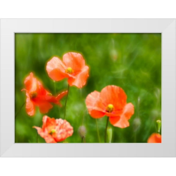 Eggers, Terry 14x12 White Modern Wood Framed Museum Art Print Titled - USA-Washington State-Spring Fire Poppies close up