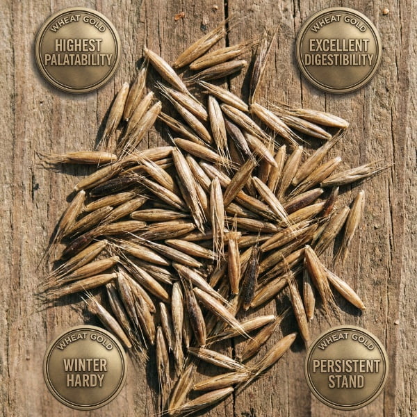 Old Cobblers Farm™ Winter Rye + Chicory Seed Mix (5 lbs | 10 lbs | 15 lbs | 20 lbs) (5lbs)