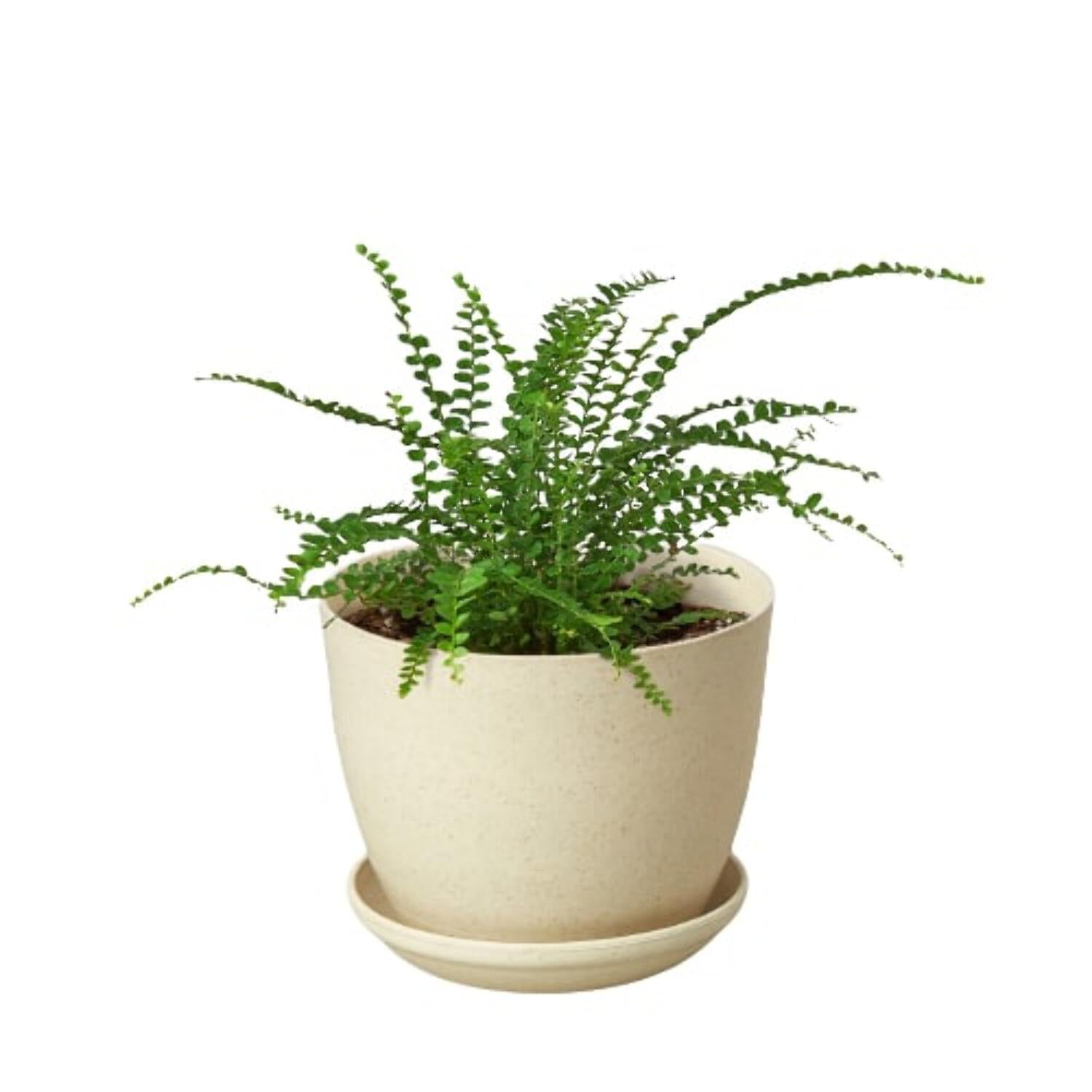Fern 'Lemon Button', 4" Pot, Indoor Houseplant, Easy Care, Live Plant for Indoor & Outdoor
