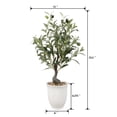 thumbnail image 2 of 25.5" Olive tree in 6" Texture Ceramic Pot, 2 of 5