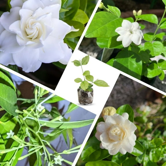 Set 3 White Jasmine Plants Live 4-8 Inches Starter, Fragrant Jasmine Plant Live for Gardening