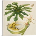 thumbnail image 1 of ARTCANVAS Papaya Plant with Nymphalidae Butterfly 1702 Canvas Art Print by Maria Sibylla Merian - Size: 12" x 12" (0.75" Deep), 1 of 9