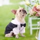 thumbnail image 2 of Nvzi Camiseta de traje para perros y gatos, camisetas transpirables para mascotas, sudadera para cachorros, ropa para perros, abrigos para perros pequeños, medianos y gatos, rojo, 2XL, 2 of 4