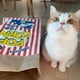 thumbnail image 4 of Greeniant Bolsa de papel Kraft de palomitas de maíz natural marrón para gatos domésticos | Papel de palomitas de maíz duradero y multiusos Juguetes para gatos, 4 of 6