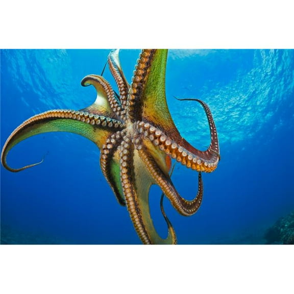 Day Octopus Cyanea in Mid-Water - Hawaii United States of America Poster Print by Dave Fleetham, 38 x 24 - Large
