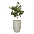thumbnail image 1 of Vintage Home Artificial Faux Tung Tree 40" High Fake Plant Real Touch for Indoor Home and Office Accent Décor with Stylish Fiberstone Planter, 1 of 3