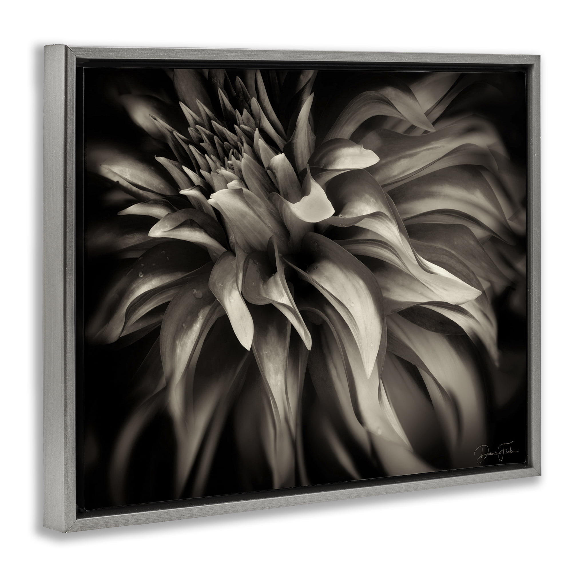 Stupell Industries Dark Curling Chrysanthemum Botanical & Floral Photography Gray Floater Framed Art Print Wall Art, 31 x 25