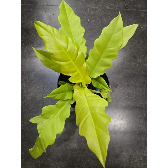 6 inch Pot- Philodendron 'Golden Crocodile' Beautiful Plant indoor outdoor- Get Similar