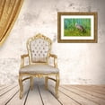 thumbnail image 3 of Friel, Bernard 18x13 Gold Ornate Wood Framed with Double Matting Museum Art Print Titled - USA-Florida-Sarasota-Myakka River State Park-Limpkin, 3 of 4