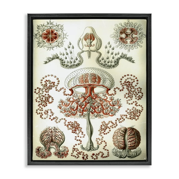 Stupell Industries Classic Haeckel Diagram STEM Painting Black Floater Framed Canvas Art Print Wall Art, 17 x 21
