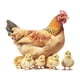 thumbnail image 1 of Calcomanía de pared de pollo, decoración de pared, gallos, gallinas, pegatina para , gallina y , decoración para habitación infantil,, 1 of 9