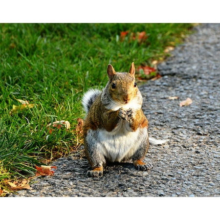 Playful Squirrels - Laminated Poster Wild Grey Squirrel Rodent Animal Nature Cute Poster Print 24 x 36
