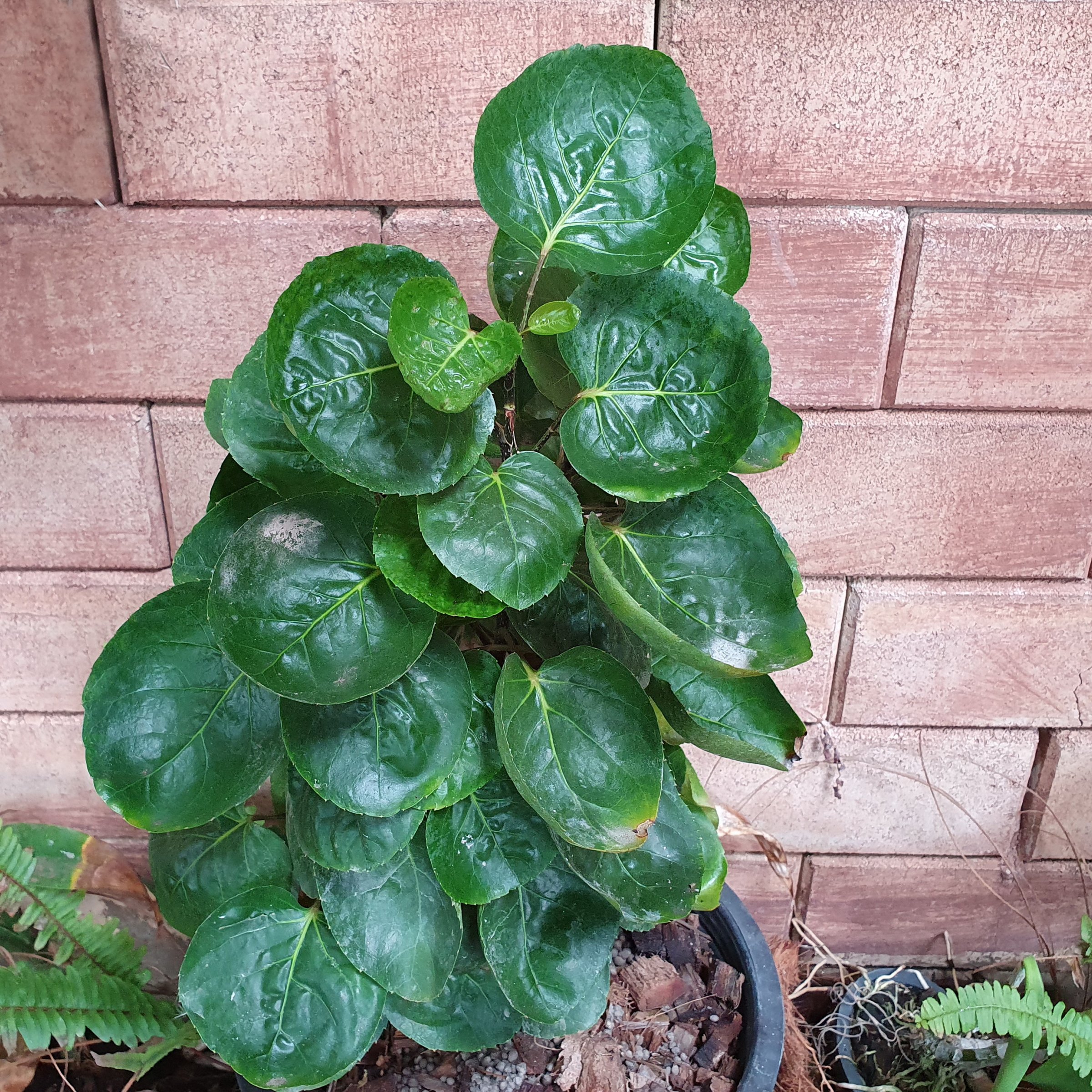 8 in Aralia Fabian Stump Live Tree