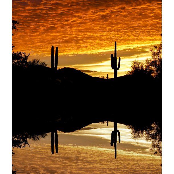 Peel N Stick Poster Of Sky Cactus Silhouette Reflection Sunset Poster 24x16 Adhesive Sticker Poster Print Walmart Com Walmart Com