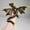 Black Gold, variant on 3D Printed Dragon With Horns Desktop Decoration