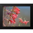 thumbnail image 2 of Fitzharris, Tim 24x19 Black Modern Framed Museum Art Print Titled - Firecracker Penstemon, 2 of 5