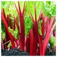 thumbnail image 3 of Everwilde Farms - 50 Victoria Rhubarb Seeds - Gold Vault Jumbo Bulk Seed Packet, 3 of 5