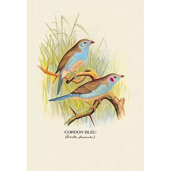 Cordon Bleu Fine art canvas print (20" x 30")