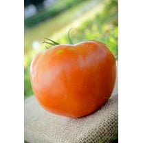 Sherwood's Seeds Rutgers Tomato Premium Seeds