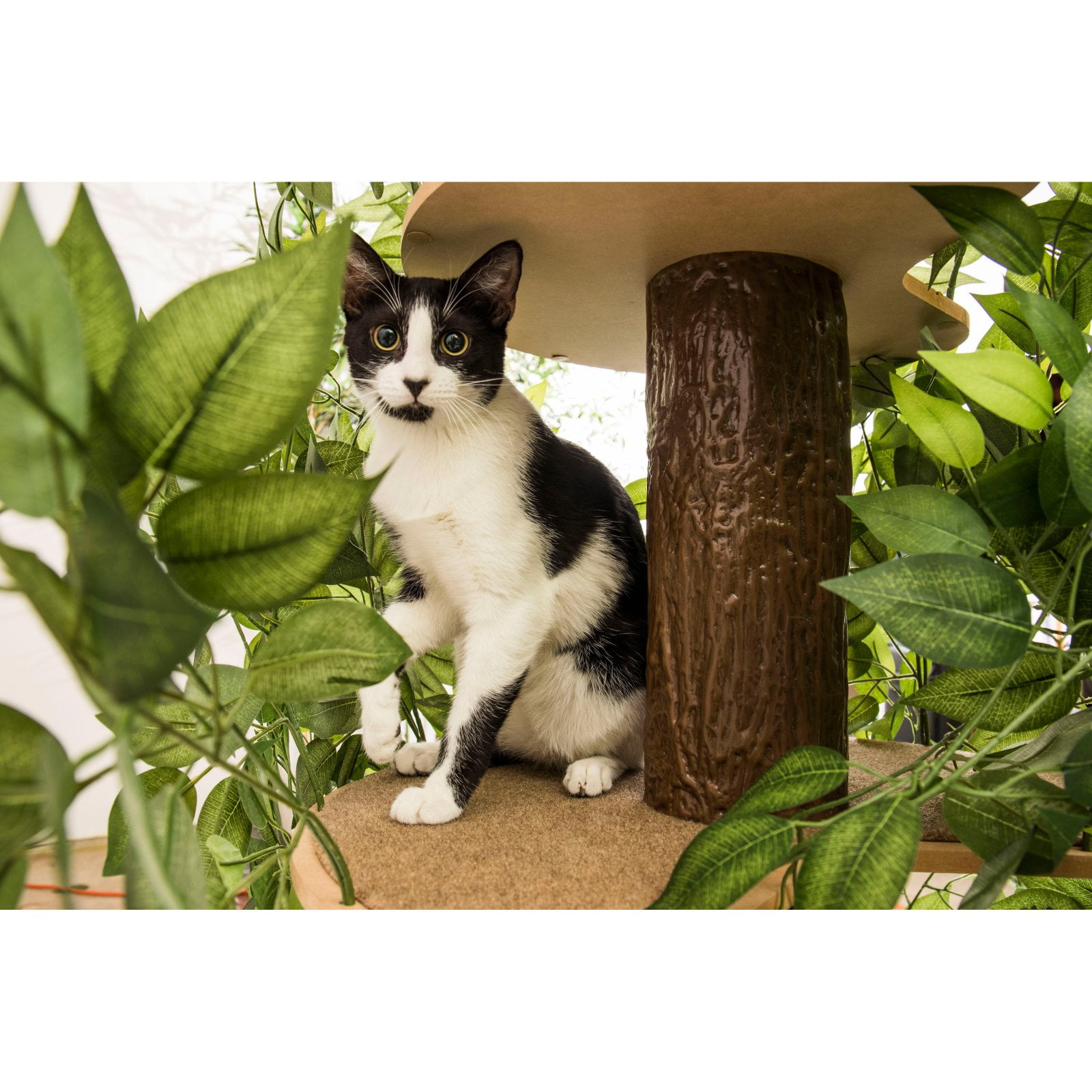 Cat tree with leaves online