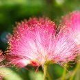 thumbnail image 3 of Brighter Blooms - Bloomables® Summer Chocolate Mimosa Tree, 5-6 ft. - No Shipping to AK, AZ, FL, HI, NJ, OR, WI, 3 of 3