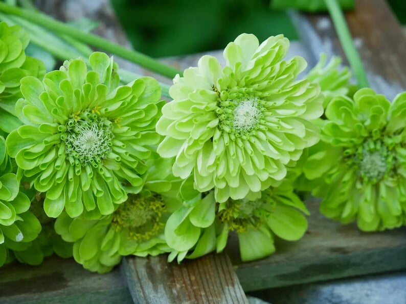 30 Zinnia Seeds -, Open-Pollinated Flower Seeds Mix for Planting