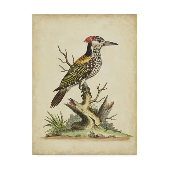 Trademark Fine Art 'Edwards Woodpecker' Canvas Art by George Edwards