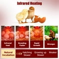 thumbnail image 4 of WJCA 250W Infrared Heat Lamp Bulb 2 Pack, High-Efficiency Heating for Chickens, Reptiles and Pets, Ideal for Chicken Coop and Food Warming Applications, Red, R125, 4 of 7