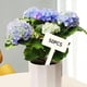 thumbnail image 4 of Paquete de 50 etiquetas para plantas Zulema Etiqueta de plantas Cuadrado, 4 of 8