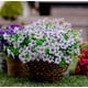 thumbnail image 4 of 12 Manojos de Flores Artificiales de Otoño, Decoración de Otoño Al Aire Libre a Prueba de Decoloración para Porche, Jardín, Patio, Sala de Estar, Recámara - Arreglo Floral Decorativo Multiusos, 4 of 10