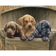 thumbnail image 1 of Panel de tela de algodón 112x91 cm Cachorros de labrador, 1 of 1
